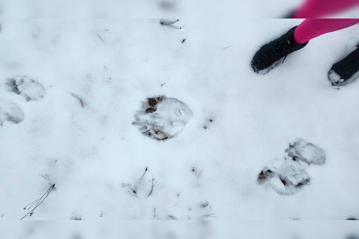 FOTO: V obci pod Tatrami medveď pravdepodobne nespí, foto 9