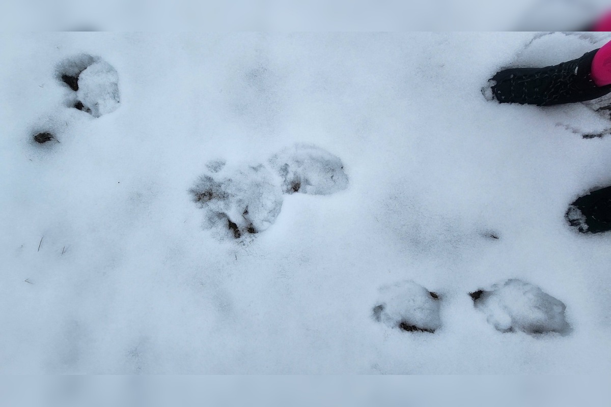 FOTO: V obci pod Tatrami medveď pravdepodobne nespí, foto 10