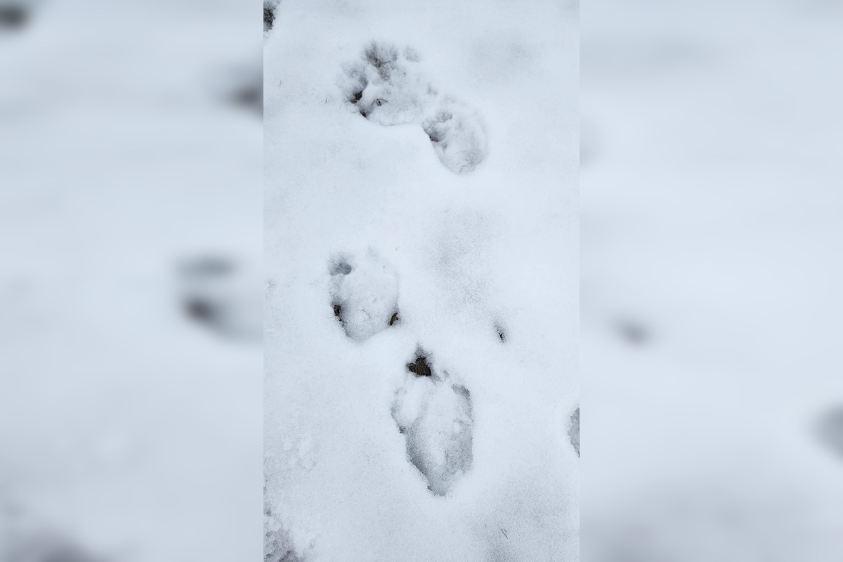 FOTO: V obci pod Tatrami medveď pravdepodobne nespí, foto 12