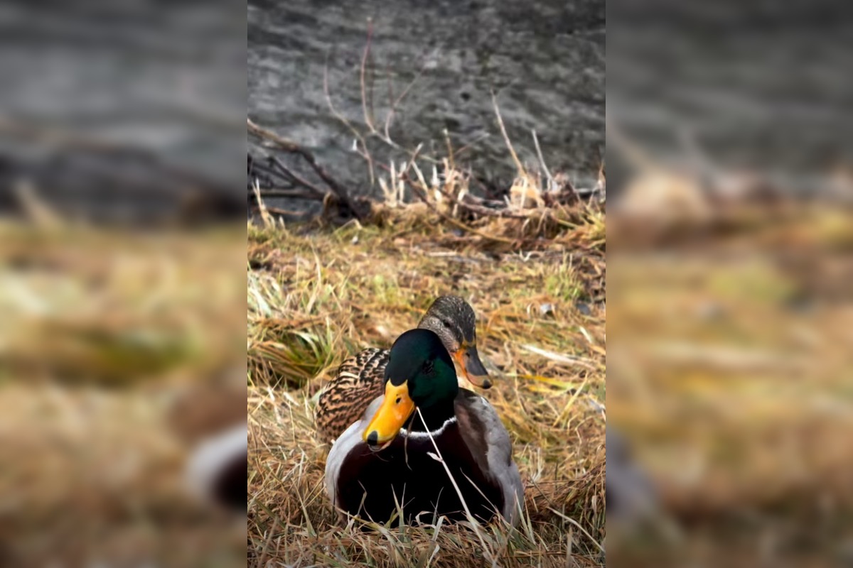 FOTO: Zimné sčítanie vtáctva v TANAP-e odhalilo zaujímavé vzorce, foto 1