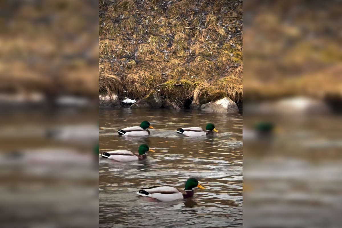 FOTO: Zimné sčítanie vtáctva v TANAP-e odhalilo zaujímavé vzorce, foto 2