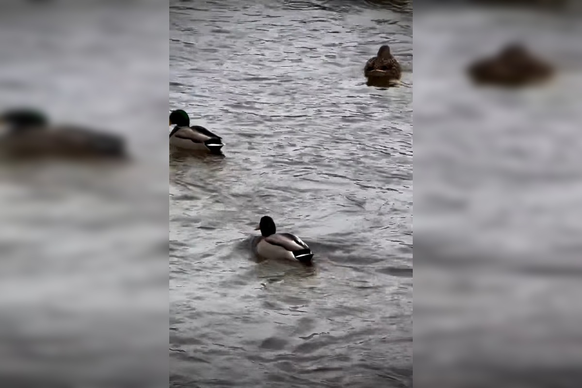 FOTO: Zimné sčítanie vtáctva v TANAP-e odhalilo zaujímavé vzorce, foto 3