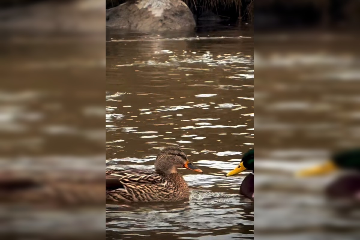 FOTO: Zimné sčítanie vtáctva v TANAP-e odhalilo zaujímavé vzorce, foto 4