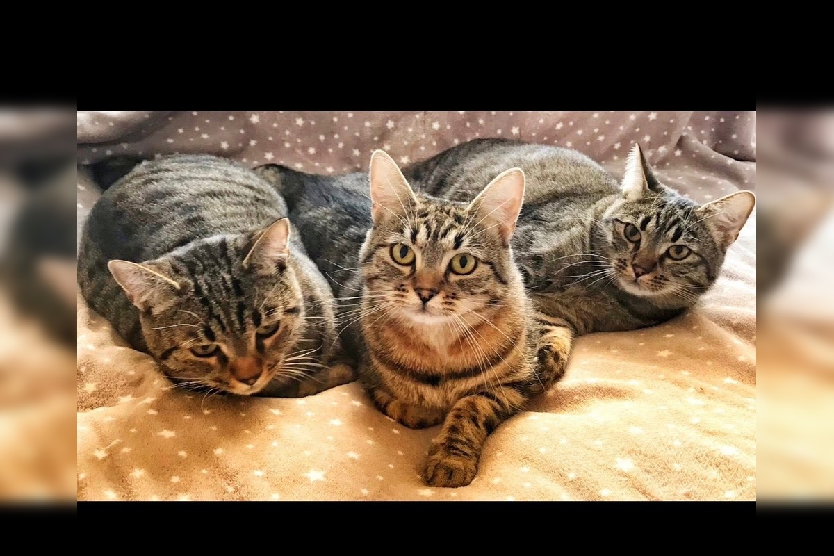 FOTO: Nekompromisný zlodej pod Tatrami využil nepozornosť 92-ročného muža, foto 3