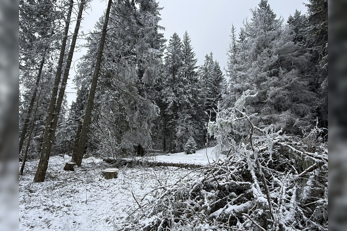 FOTO: Rúbanie v 5. stupni ochrany? My sme les bije na poplach, foto 1