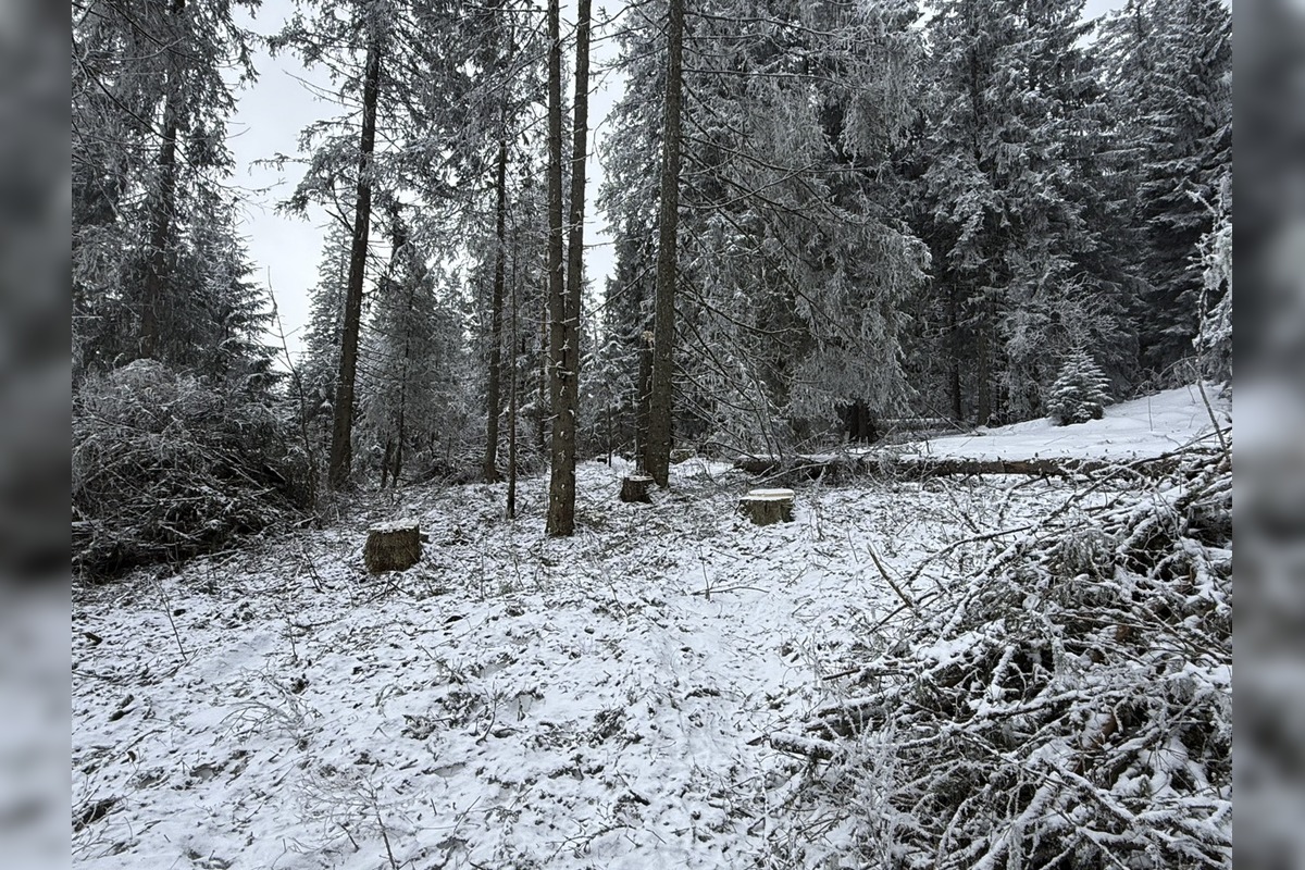 FOTO: Rúbanie v 5. stupni ochrany? My sme les bije na poplach, foto 2