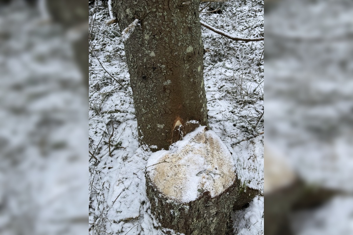 FOTO: Rúbanie v 5. stupni ochrany? My sme les bije na poplach, foto 5