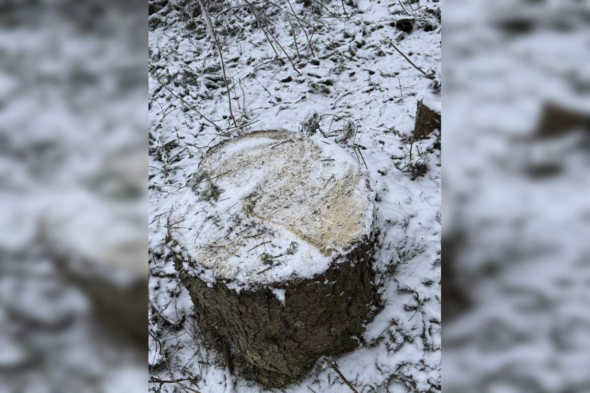 FOTO: Rúbanie v 5. stupni ochrany? My sme les bije na poplach, foto 6