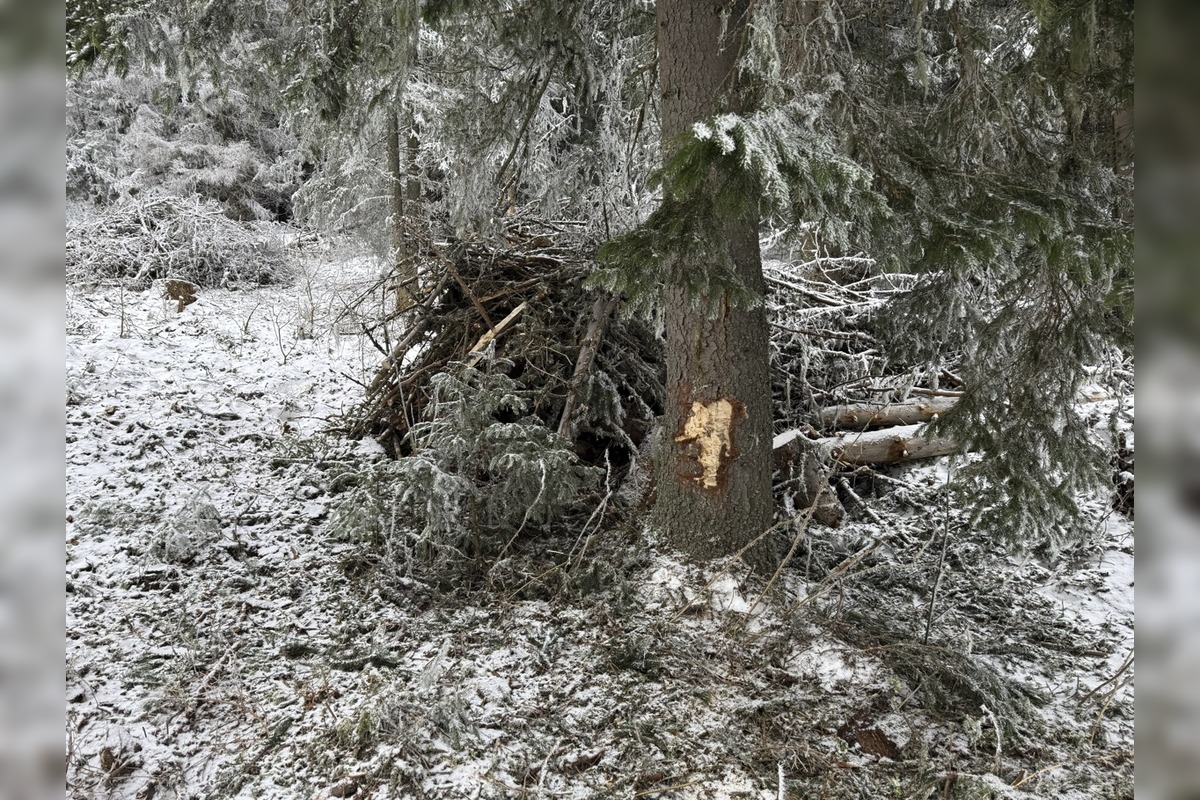 FOTO: Rúbanie v 5. stupni ochrany? My sme les bije na poplach, foto 7