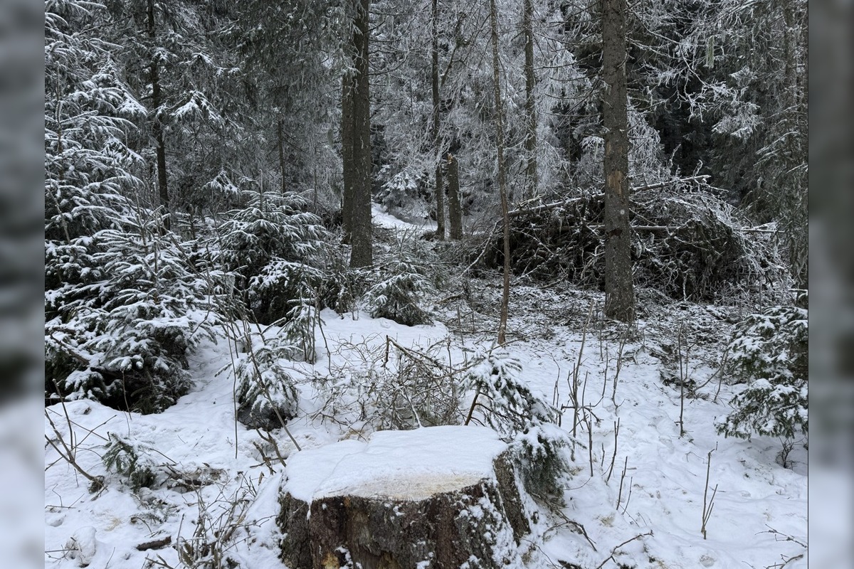 FOTO: Rúbanie v 5. stupni ochrany? My sme les bije na poplach, foto 8