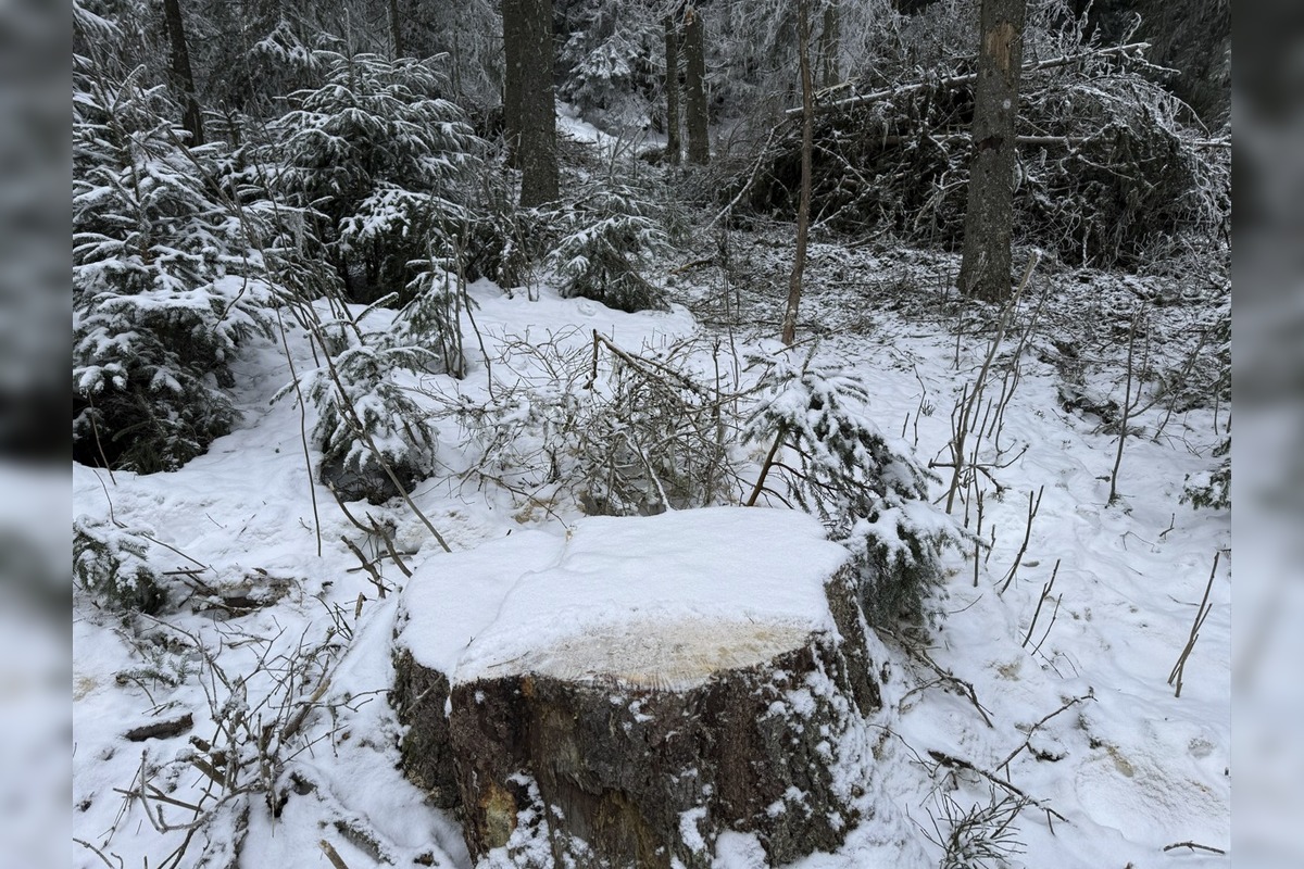 FOTO: Rúbanie v 5. stupni ochrany? My sme les bije na poplach, foto 9