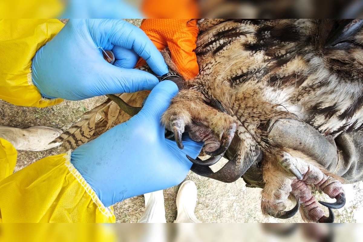 FOTO: V obci pri Prešove bola potvrdená vtáčia chrípka, foto 3