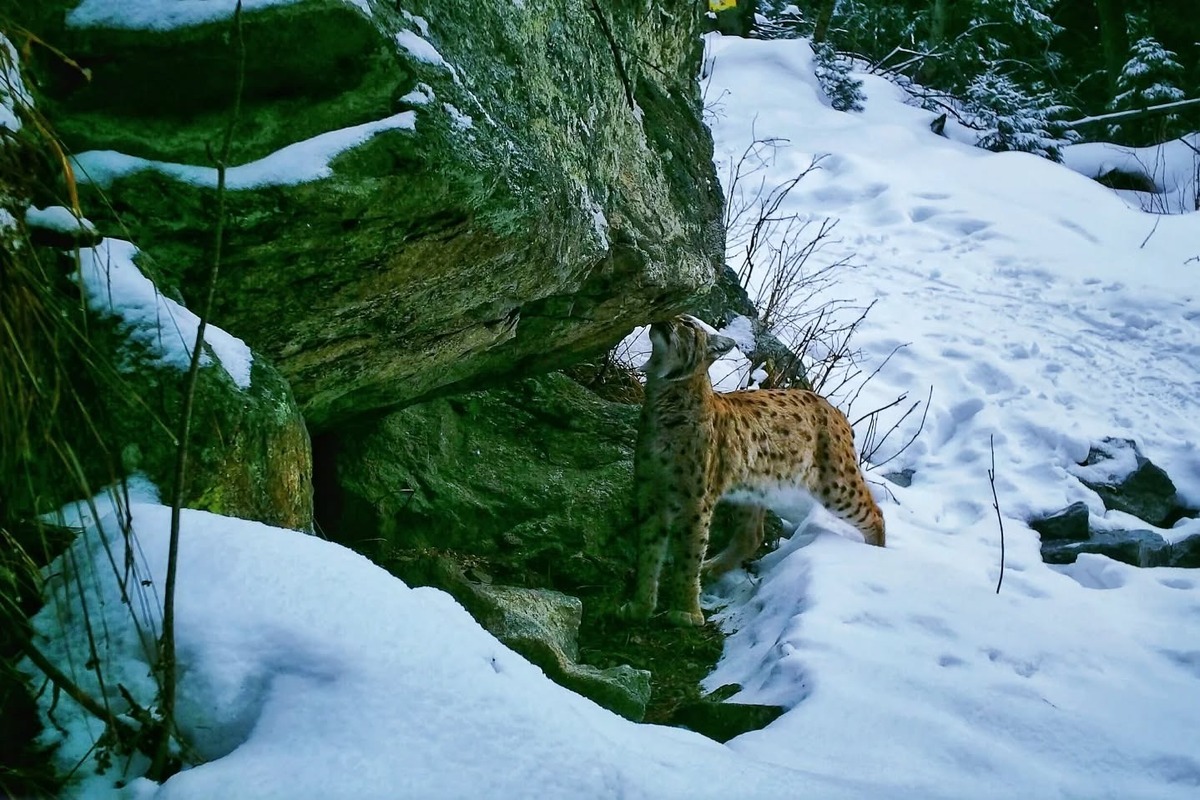 FOTO:  Počuli ste zvláštne zvuky v horách? Pravdepodobne ide o rysiu ruju, foto 1