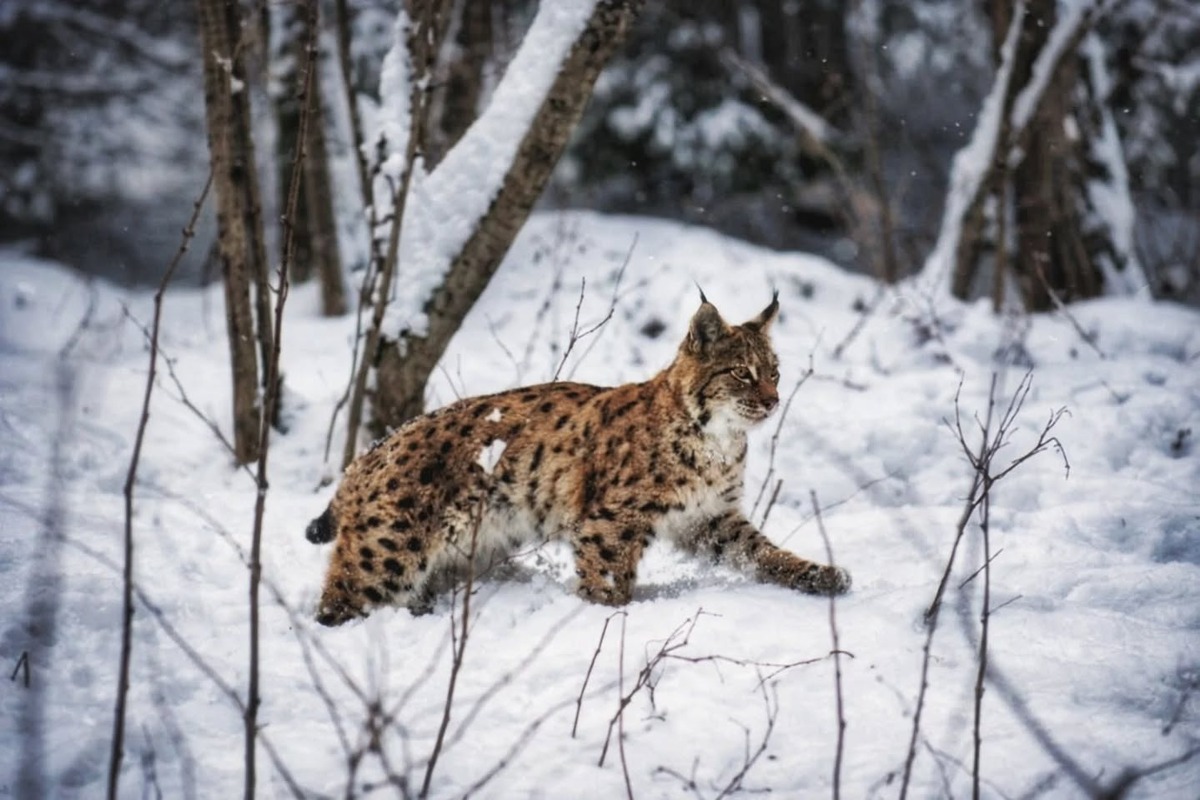 FOTO:  Počuli ste zvláštne zvuky v horách? Pravdepodobne ide o rysiu ruju, foto 2