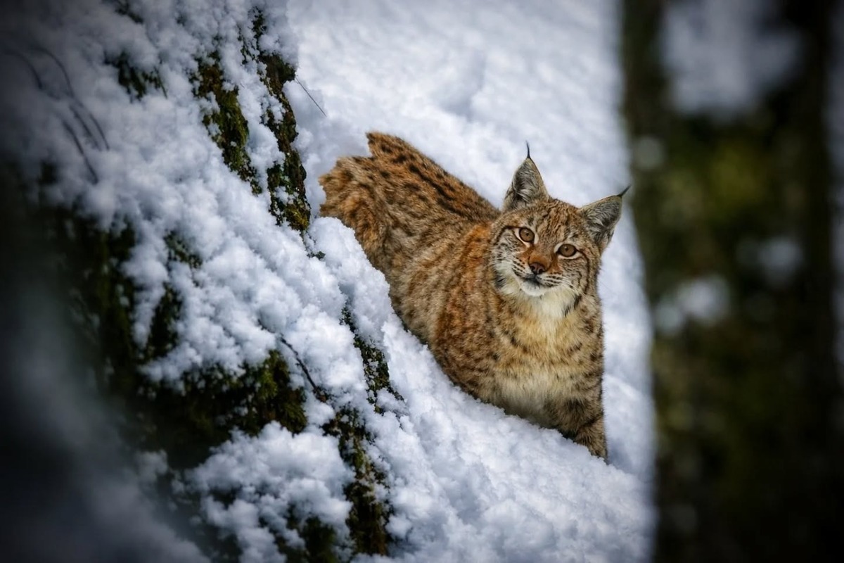 FOTO:  Počuli ste zvláštne zvuky v horách? Pravdepodobne ide o rysiu ruju, foto 3