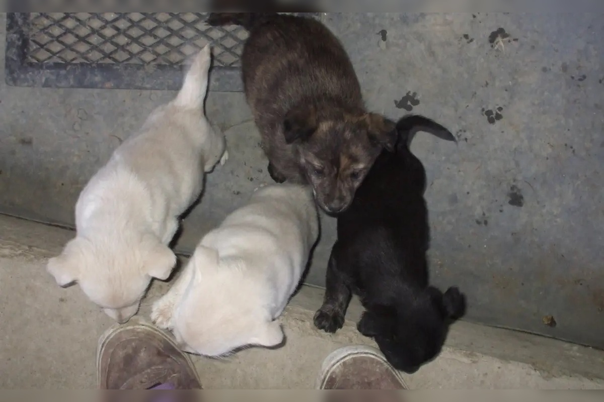 FOTO: Občianske združenie pomáha psíkom v Prešovskom kraji, potrebuje vašu pomoc, foto 2