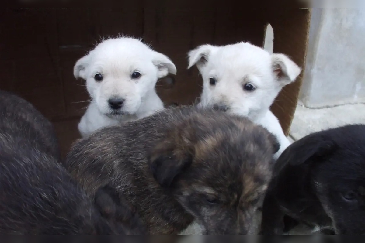 FOTO: Občianske združenie pomáha psíkom v Prešovskom kraji, potrebuje vašu pomoc, foto 3