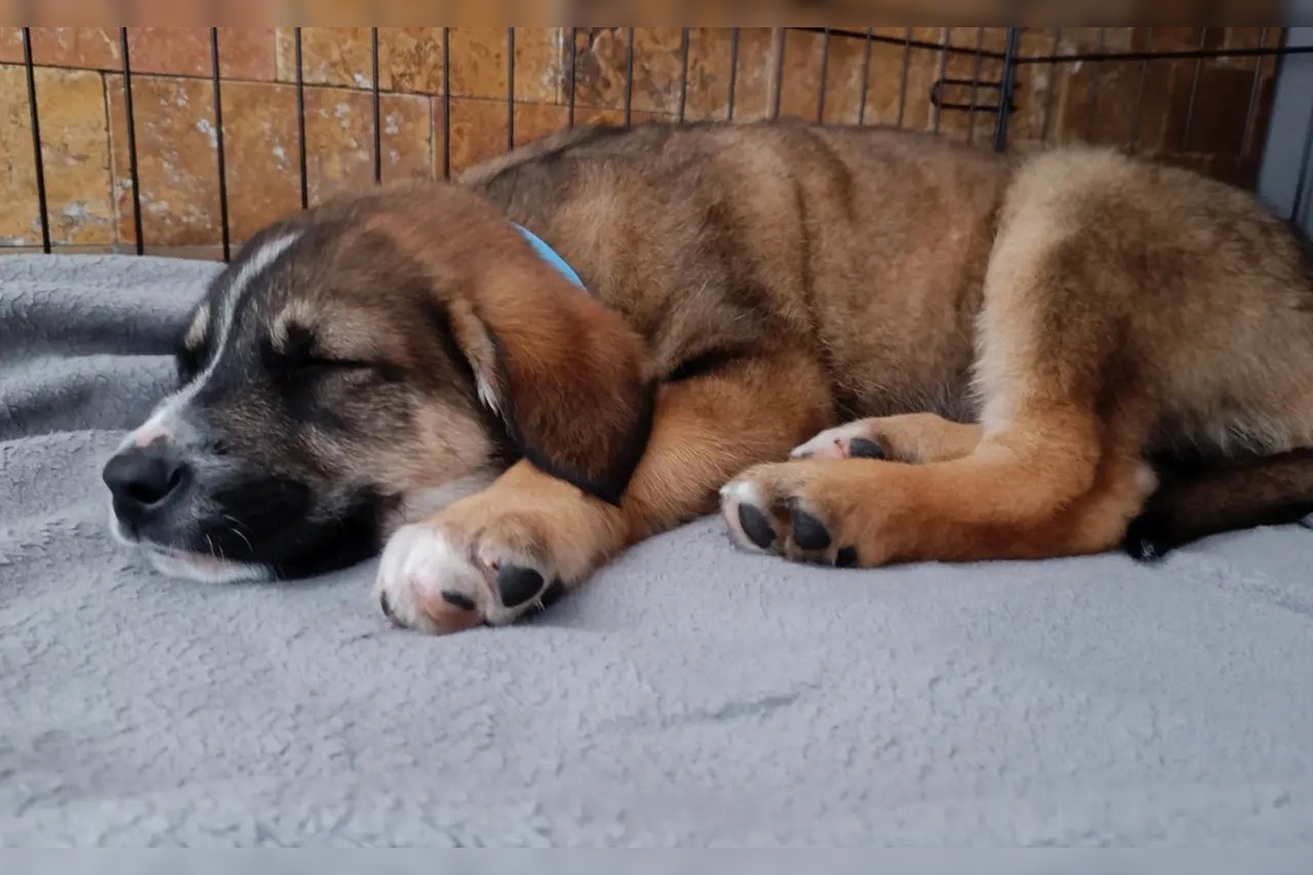 FOTO: Občianske združenie pomáha psíkom v Prešovskom kraji, potrebuje vašu pomoc, foto 4