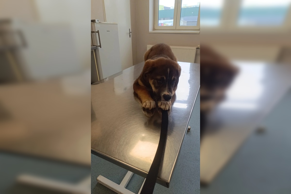 FOTO: Občianske združenie pomáha psíkom v Prešovskom kraji, potrebuje vašu pomoc, foto 5