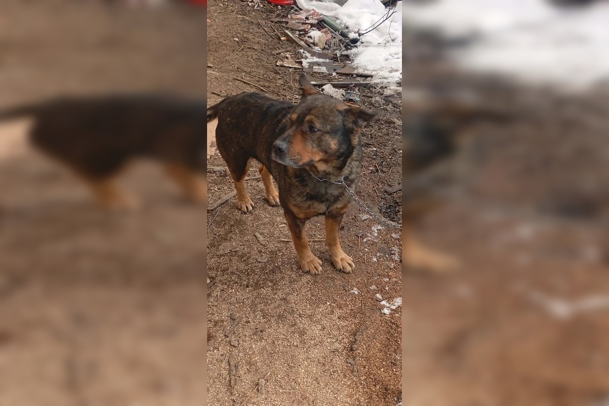 FOTO: Občianske združenie pomáha psíkom v Prešovskom kraji, potrebuje vašu pomoc, foto 6