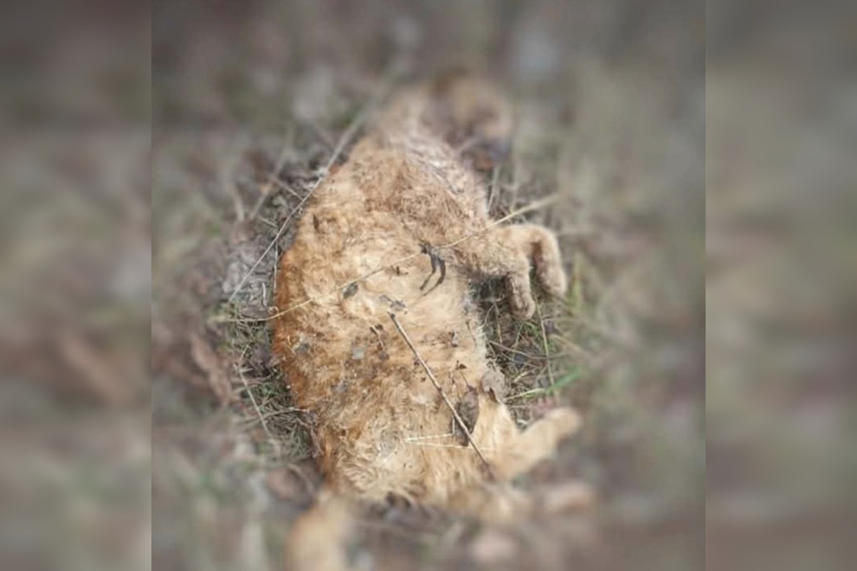 FOTO: Občianske združenie upozorňuje na uhynuté mačky na Šalgovíku, foto 1