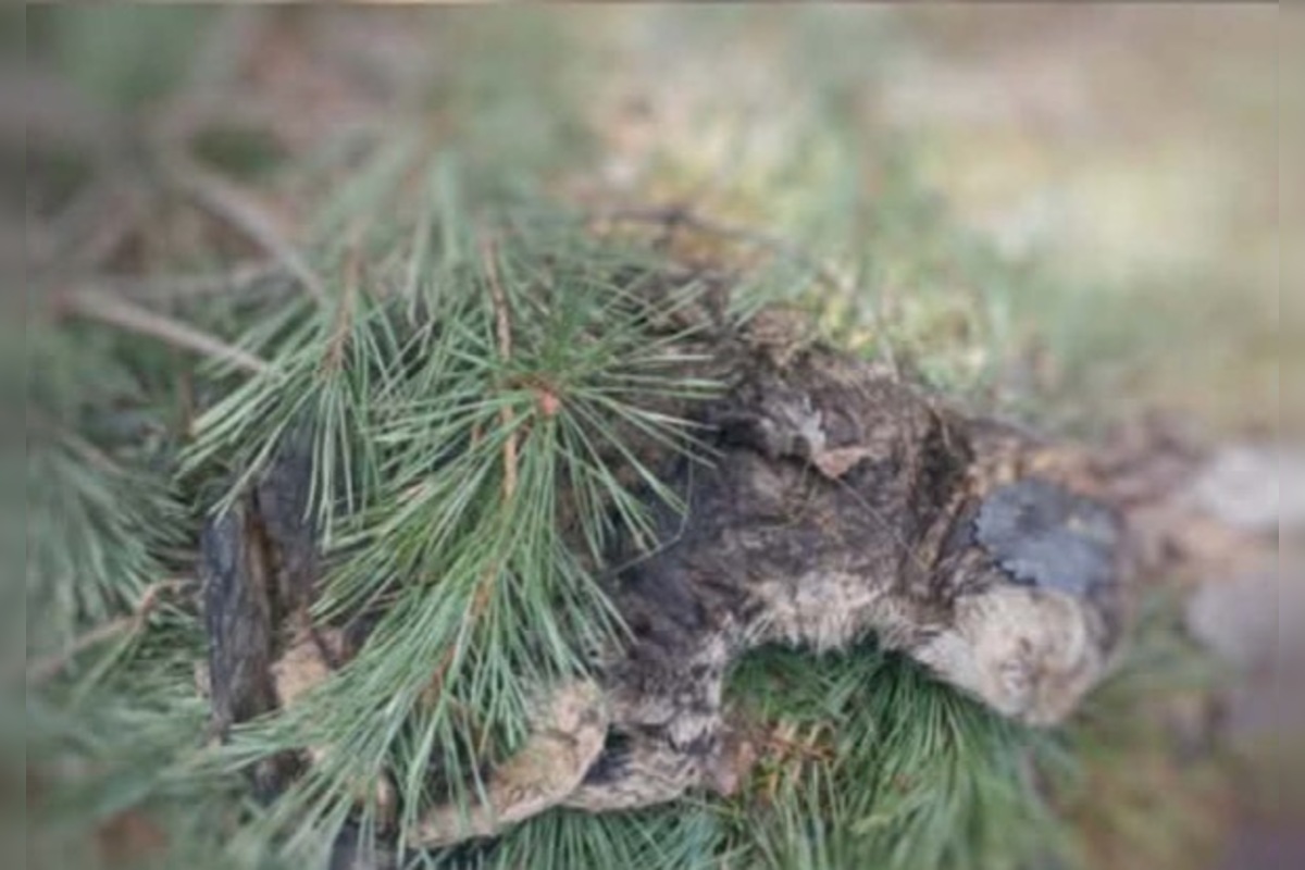 FOTO: Občianske združenie upozorňuje na uhynuté mačky na Šalgovíku, foto 2