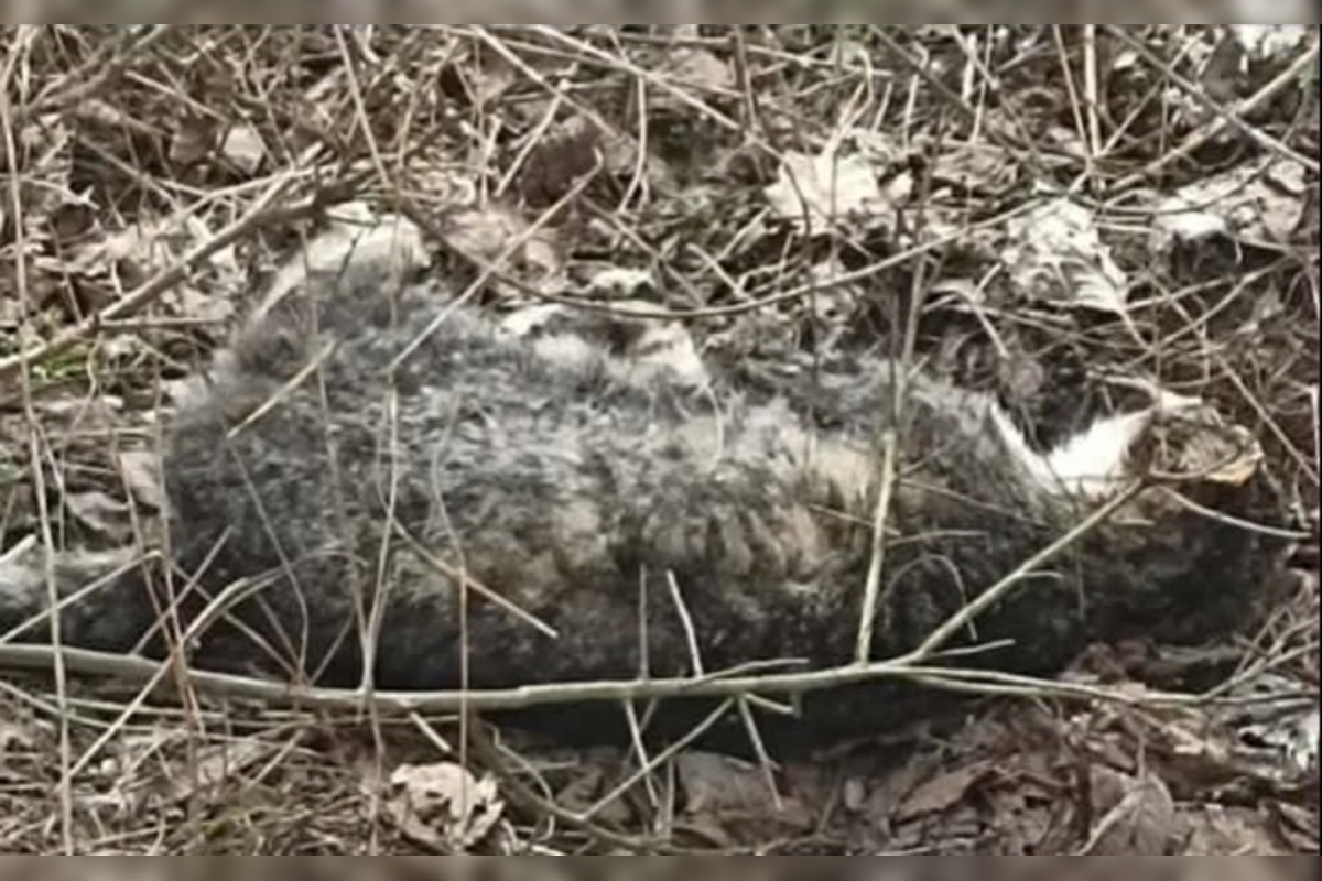 FOTO: Občianske združenie upozorňuje na uhynuté mačky na Šalgovíku, foto 3
