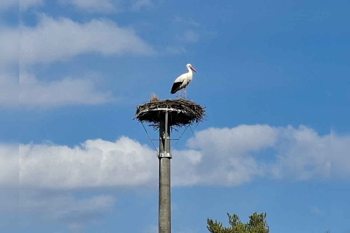 FOTO: Obľúbený bocian Hugo sa už ukázal aj v Kežmarku, foto 1