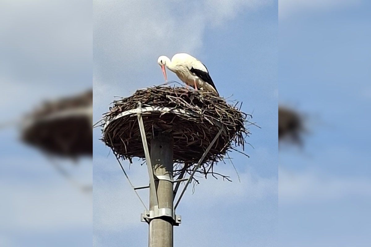 FOTO: Obľúbený bocian Hugo sa už ukázal aj v Kežmarku, foto 2