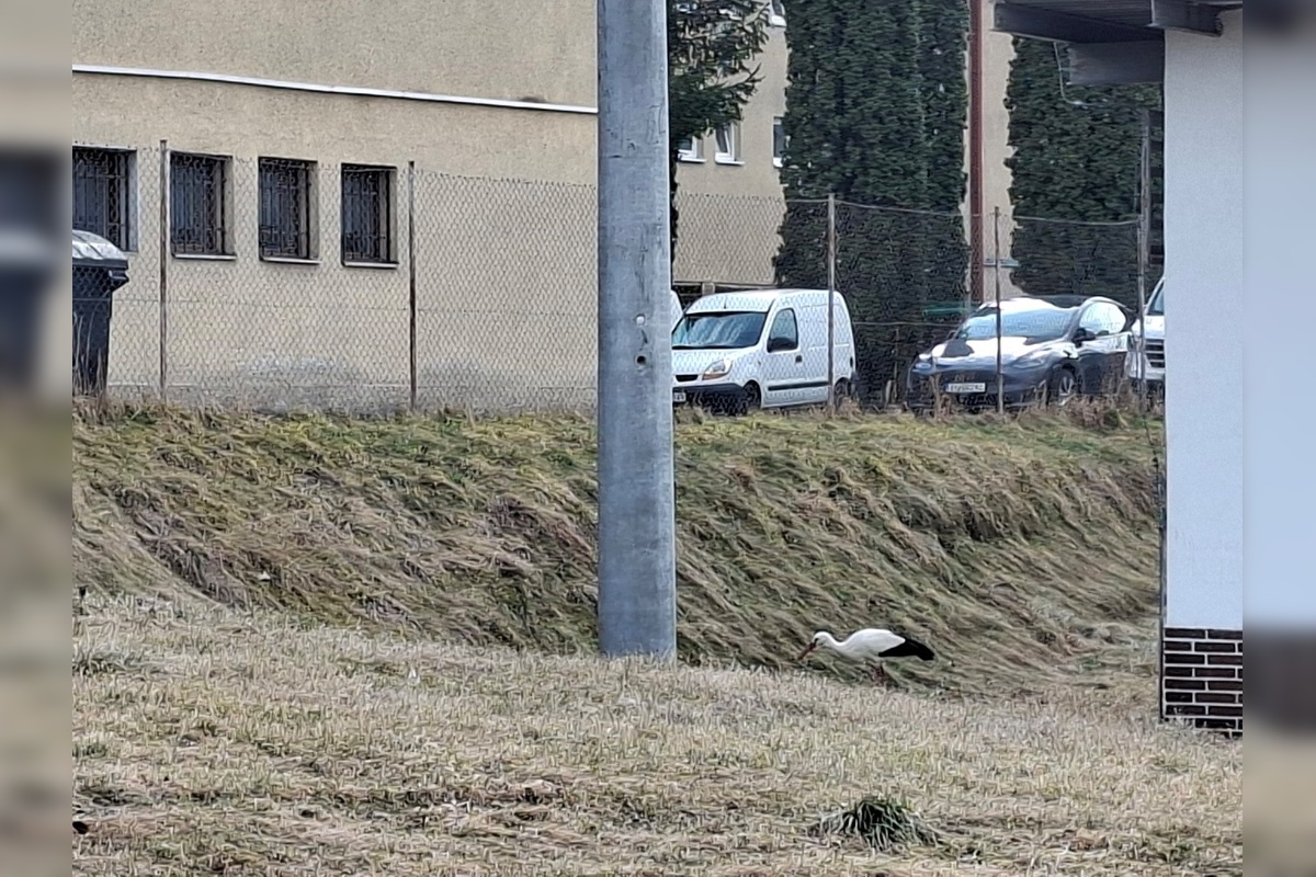 FOTO: Obľúbený bocian Hugo sa už ukázal aj v Kežmarku, foto 3