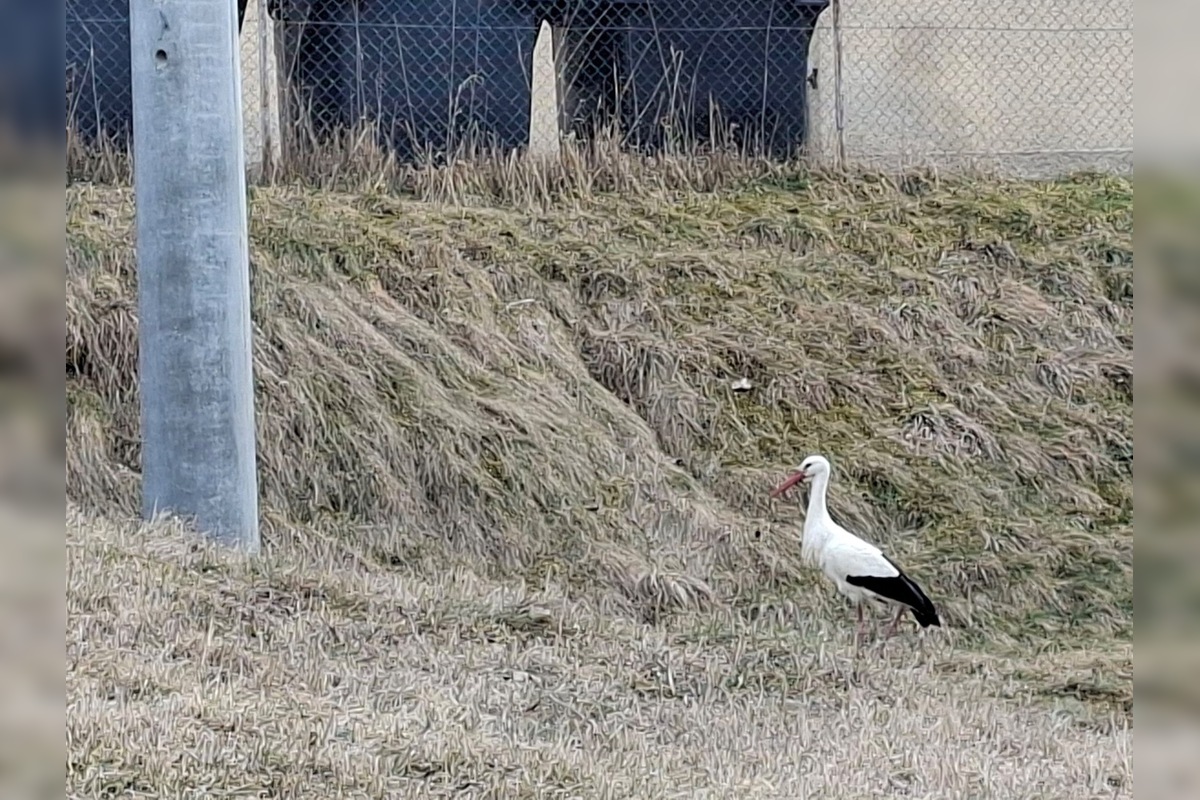FOTO: Obľúbený bocian Hugo sa už ukázal aj v Kežmarku, foto 4