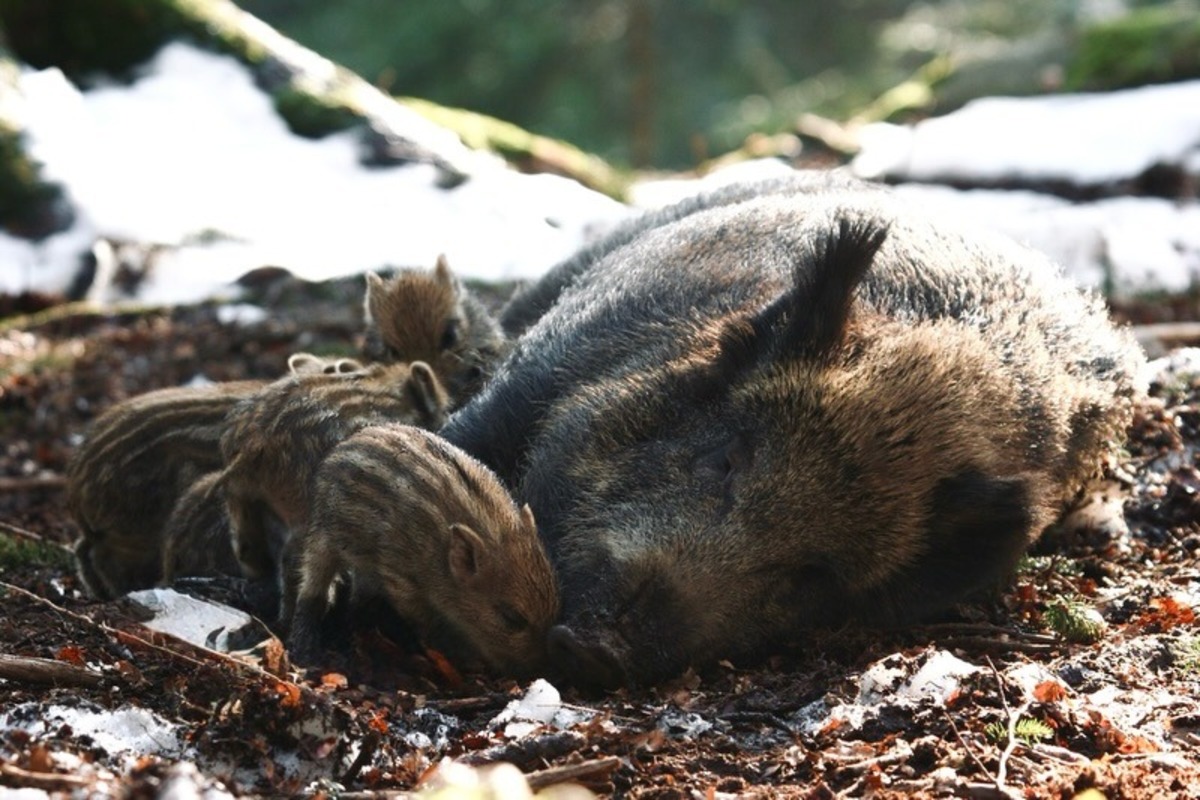 FOTO: V Tatrách sa rodia diviačatá, pozor na ich mamy, foto 4