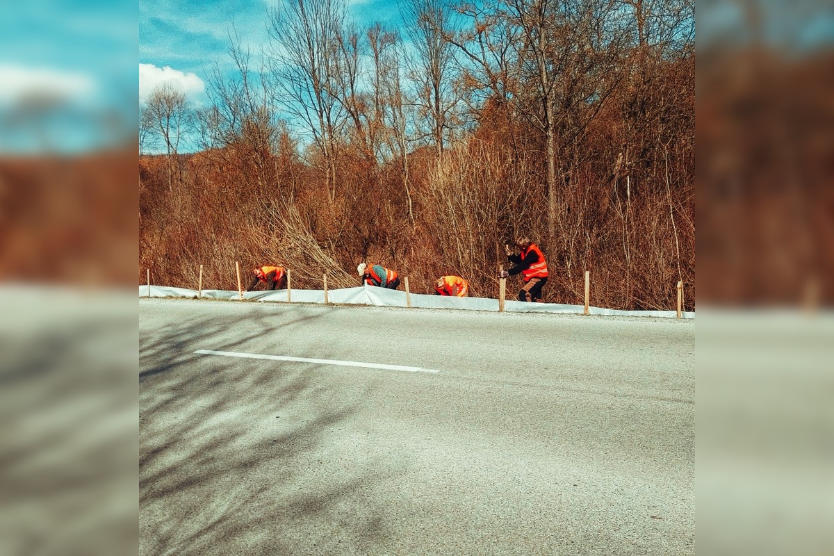 FOTO: V tomto období začínajú žaby svoju púť za rozmnožovaním, foto 2