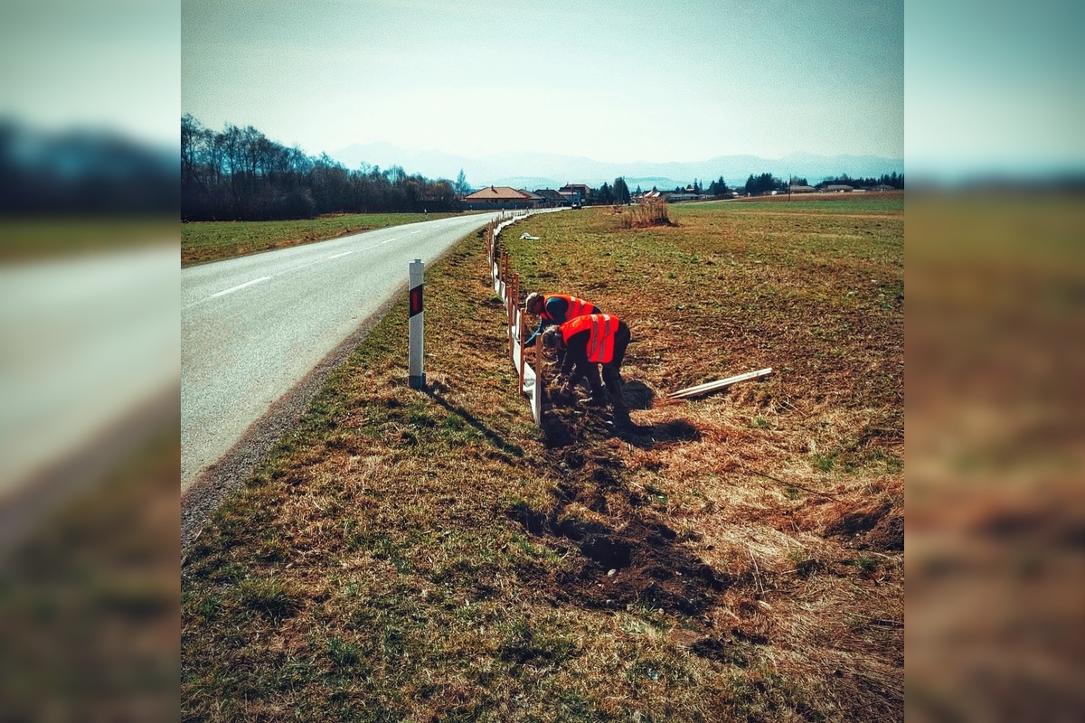 FOTO: V tomto období začínajú žaby svoju púť za rozmnožovaním, foto 4