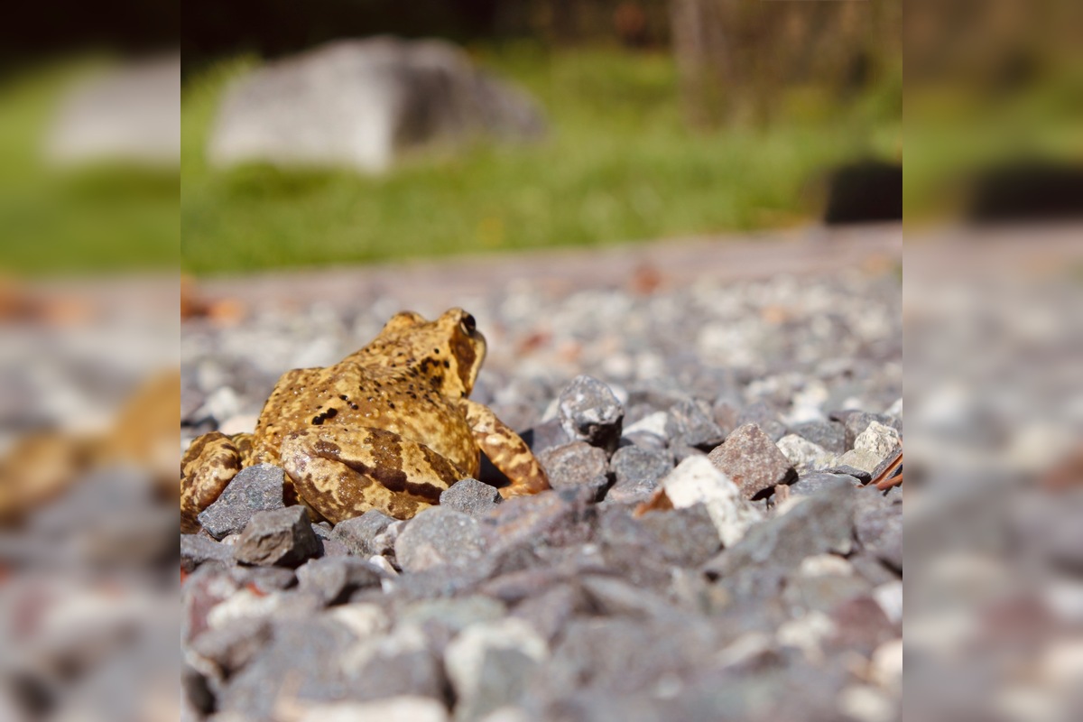 FOTO: V tomto období začínajú žaby svoju púť za rozmnožovaním, foto 5