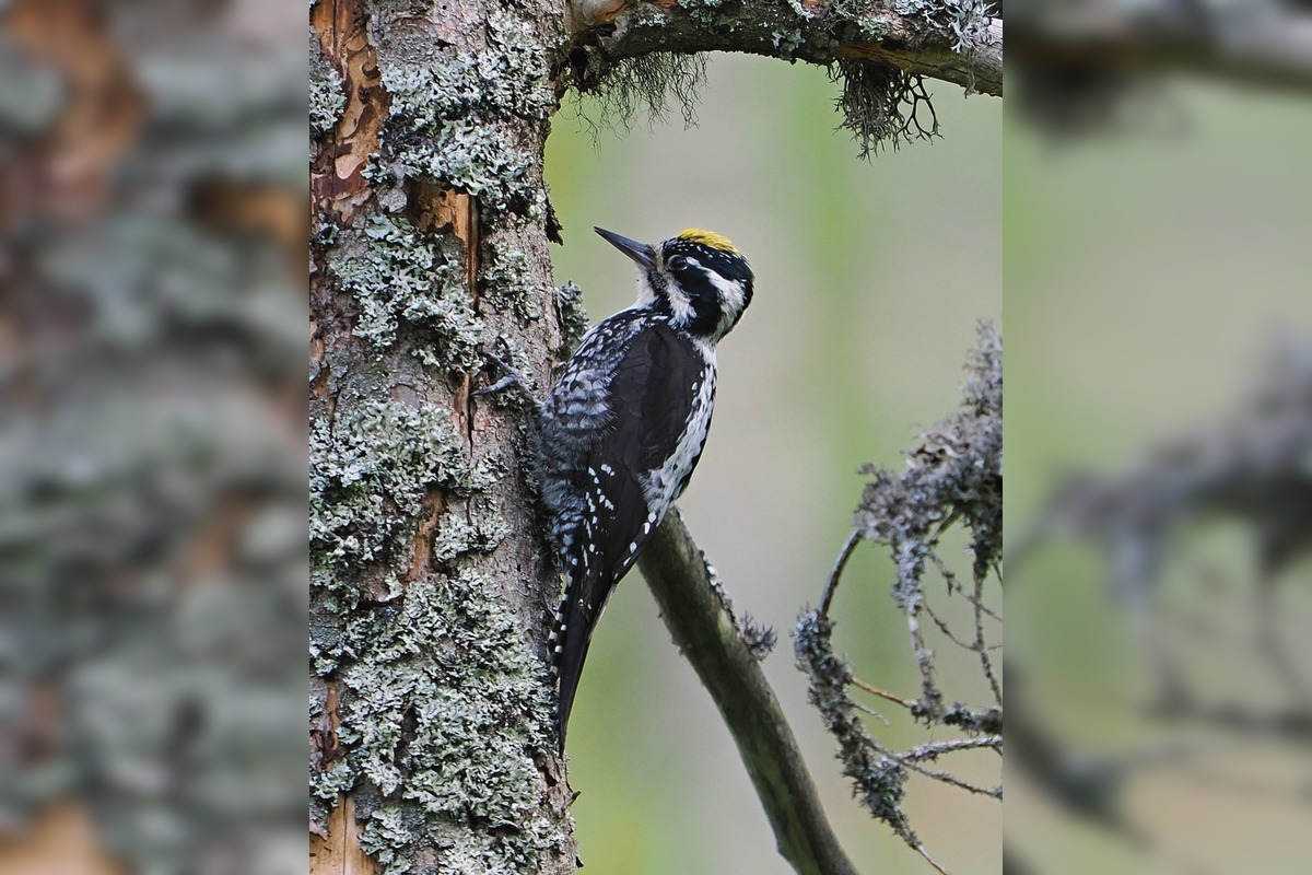 FOTO: Keď les bubnuje, ďatle si takto posielajú správy, foto 1