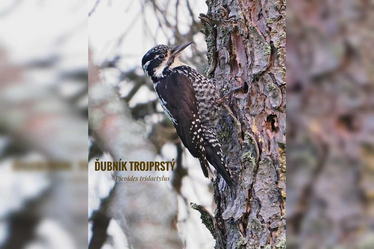 FOTO: Keď les bubnuje, ďatle si takto posielajú správy, foto 2