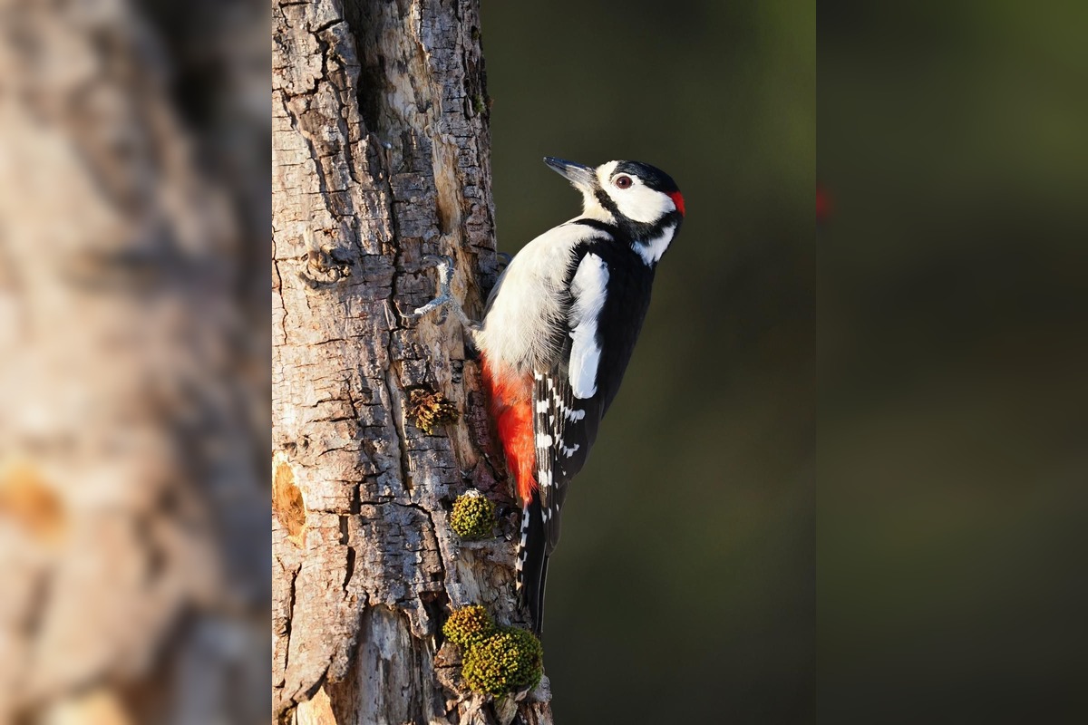 FOTO: Keď les bubnuje, ďatle si takto posielajú správy, foto 3