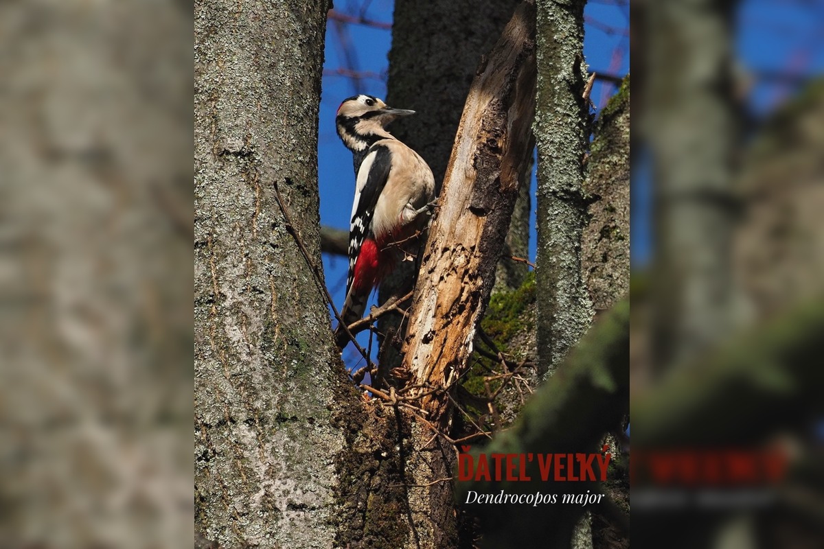 FOTO: Keď les bubnuje, ďatle si takto posielajú správy, foto 4
