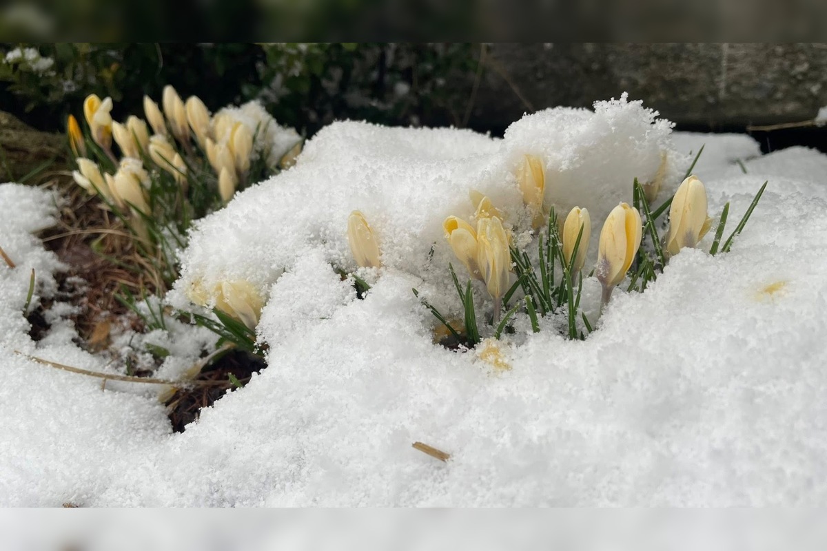 VIDEO: Vo viacerých oblastiach Prešovského kraja od rána sneží, foto 2