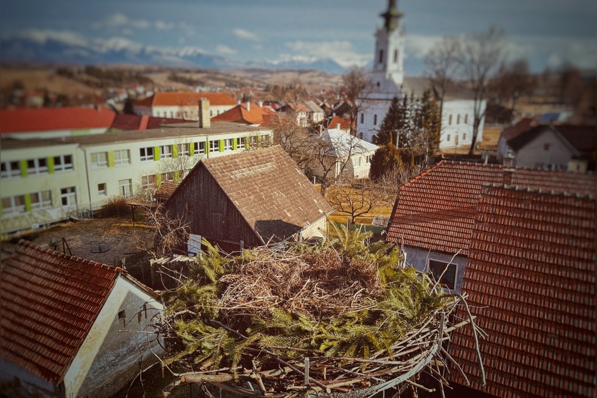 FOTO: Bociany prekvapili skorým návratom, hniezda už boli pripravené, foto 4