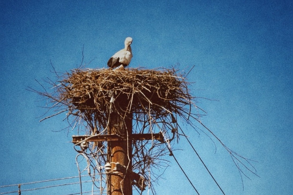 FOTO: Bociany prekvapili skorým návratom, hniezda už boli pripravené, foto 6