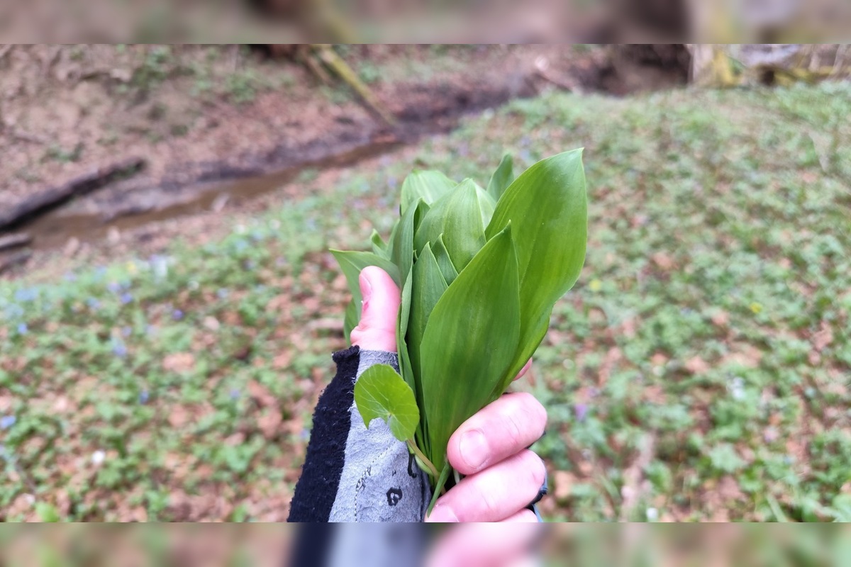 FOTO: Sezóna medvedieho cesnaku začína aj v Prešovskom kraji, foto 1