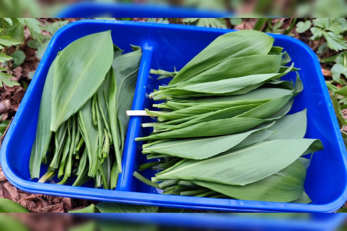 FOTO: Sezóna medvedieho cesnaku začína aj v Prešovskom kraji, foto 2