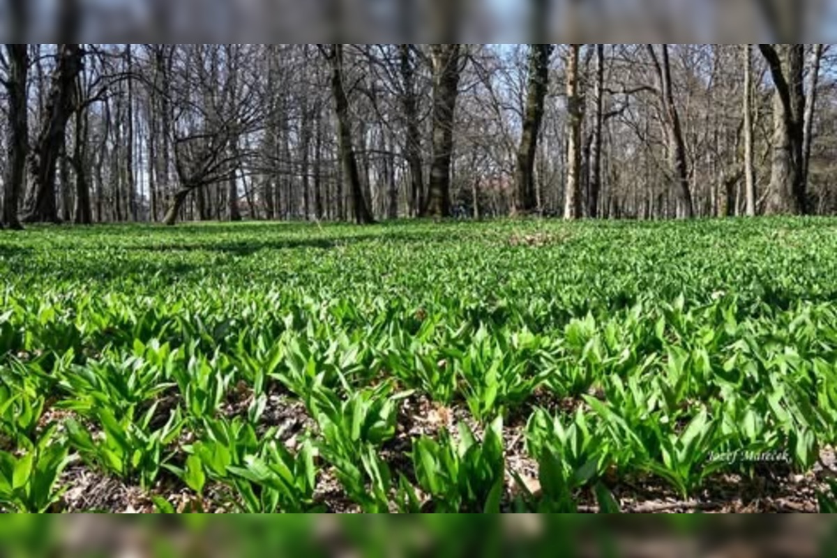 FOTO: Sezóna medvedieho cesnaku začína aj v Prešovskom kraji, foto 3