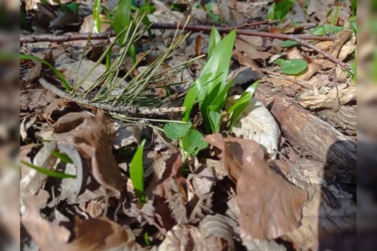 FOTO: Sezóna medvedieho cesnaku začína aj v Prešovskom kraji, foto 4