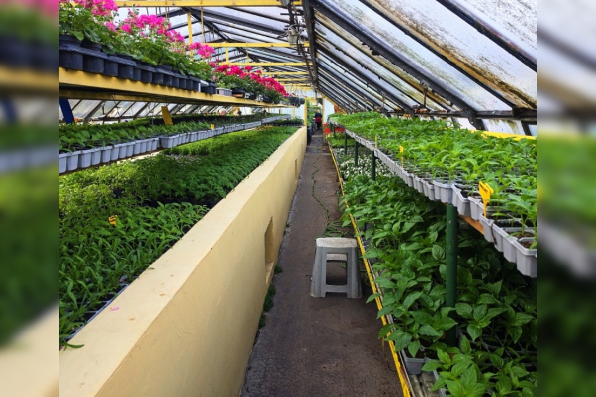 FOTO: Humenné rozkvitne, 70-tisíc kvetín už čaká na nových majiteľov, foto 1