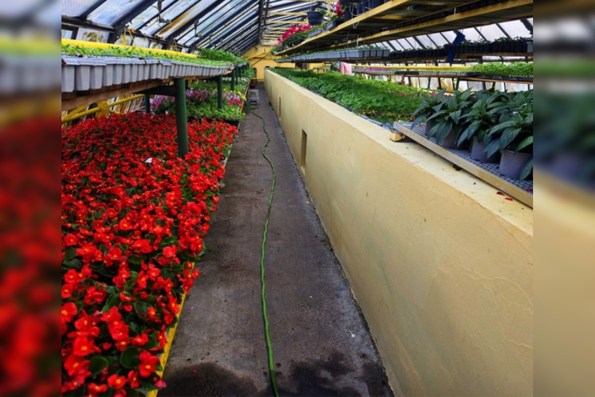 FOTO: Humenné rozkvitne, 70-tisíc kvetín už čaká na nových majiteľov, foto 2