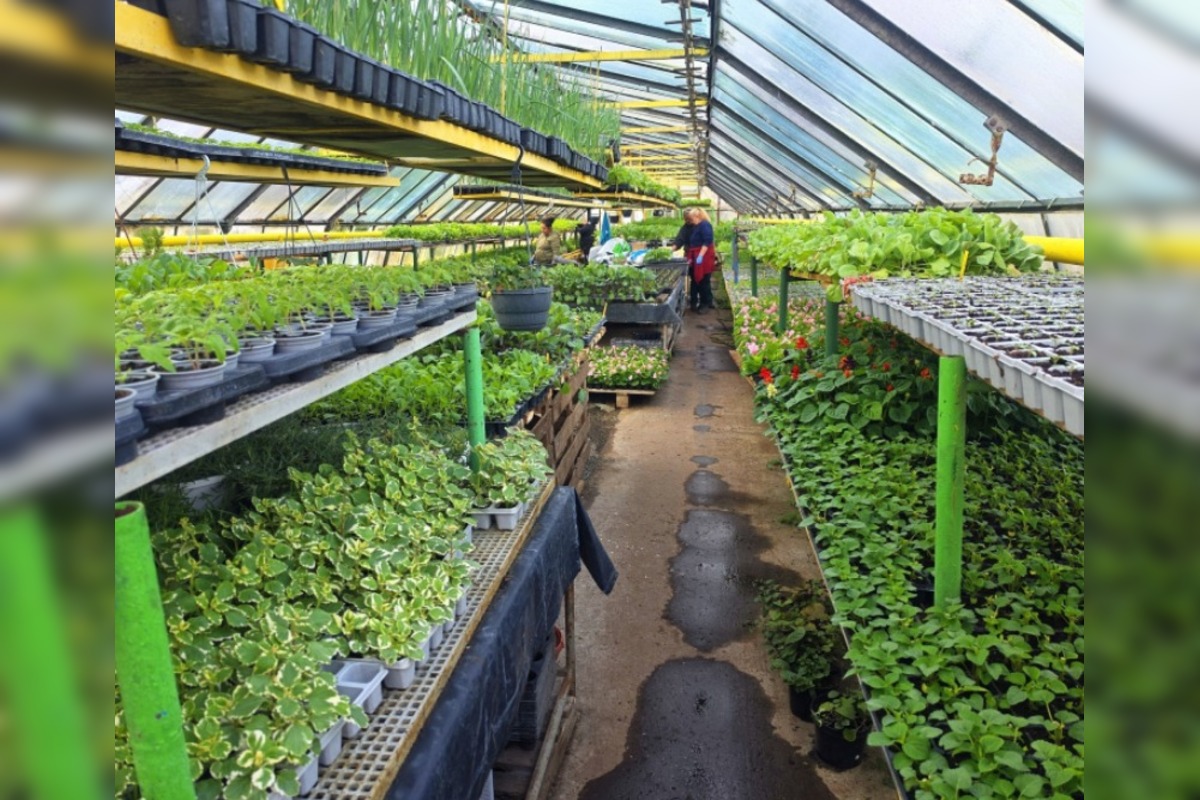 FOTO: Humenné rozkvitne, 70-tisíc kvetín už čaká na nových majiteľov, foto 3