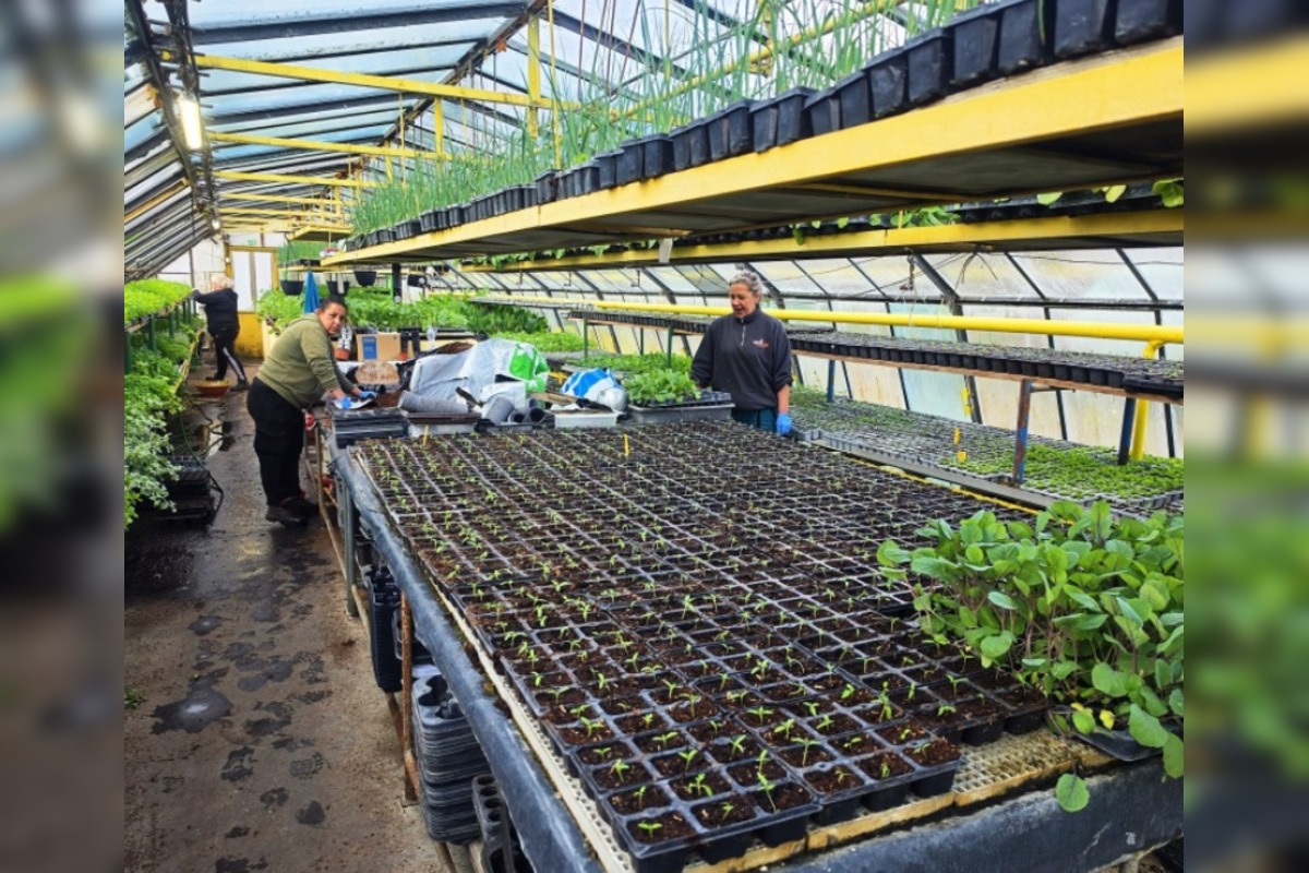 FOTO: Humenné rozkvitne, 70-tisíc kvetín už čaká na nových majiteľov, foto 4
